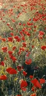 Lush field of red poppies in a serene natural setting.