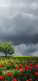 A vibrant field of red poppies beneath a cloudy sky, centered by a solitary tree.