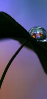 Dark green leaf with reflective water droplet.