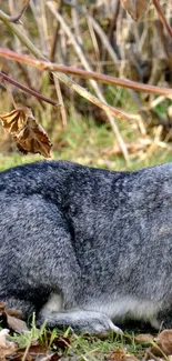 Resting gray rabbit among autumn leaves in a serene outdoor setting.