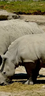 Two rhinos roaming in a serene landscape, ideal for nature lovers.