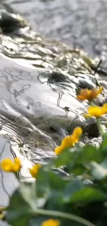 Calm river with yellow flowers in nature.