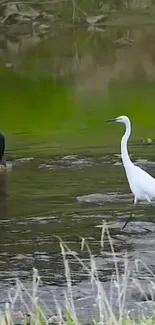 White egret and black cormorant near a river, in a serene nature scene.