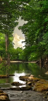 Scenic view of a tranquil forest river with surrounding lush greenery.