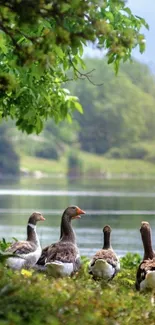 Serene river scene with geese and lush green surroundings.