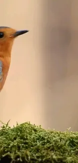 Robin perched on moss in a serene natural setting.