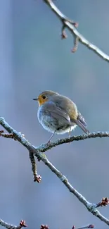 A robin perched on a branch against a grey background.