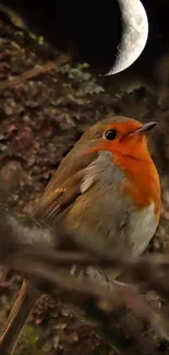 Robin under a crescent moon on a branch.