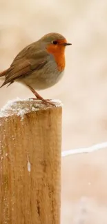 Robin perched on a snowy post, serene winter scene.