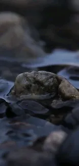 Calming rocky stream with gentle water flow in nature scene.