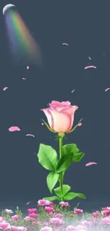 Pink rose under moonlight with rainbow in night sky wallpaper.