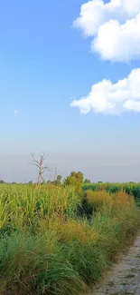 Serene rural landscape with green fields and blue sky.