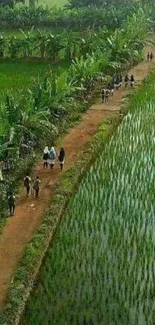 Rural pathway through lush green fields creating a serene landscape.