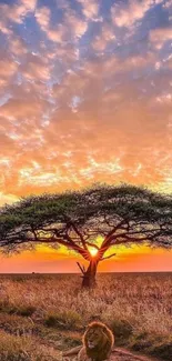 Lion resting under an acacia tree at sunset on the African savannah.