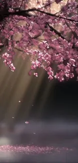 Sakura blossoms with sunlight streaming through in a serene wallpaper.