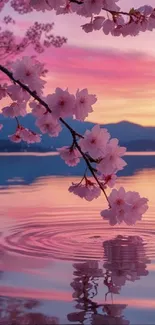 Cherry blossom branch reflecting in a sunset-lit lake.