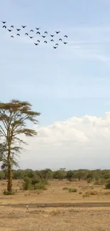 Savanna wallpaper with acacia tree under blue sky and birds flying