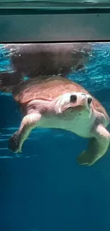 Serene image of a sea turtle swimming underwater with a blue ocean backdrop.