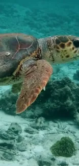 Serene sea turtle swimming underwater with coral surroundings.