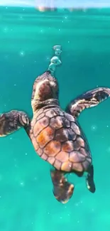 A serene scene of a sea turtle swimming through turquoise ocean waters.