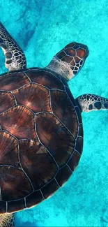 Serene sea turtle gliding in turquoise water backdrop.