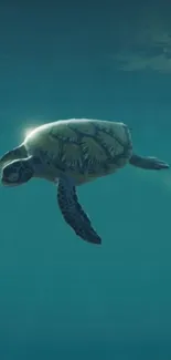 A serene sea turtle gliding through calm azure waters.