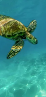 Sea turtle gliding in clear ocean waters, perfect for a calming mobile wallpaper.