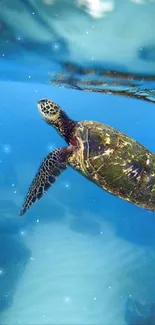 A serene underwater view of a sea turtle swimming gracefully in blue water.