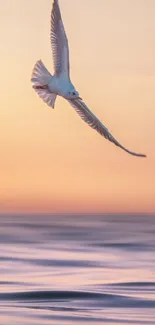 Seagull soaring over ocean at sunset.