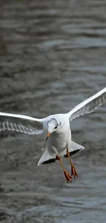 A seagull gracefully flying over rippling water, captured in dynamic movement.