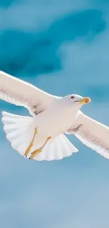 Graceful seagull soaring against a vibrant sky.