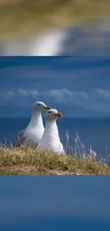 Two seagulls on a grassy cliff with a blue ocean background.