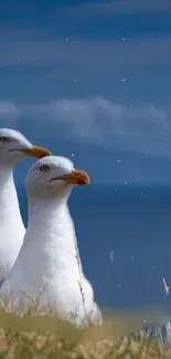 Two seagulls standing by the ocean under a blue sky.