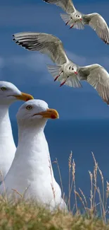 Seagulls soaring over a blue ocean with a serene sky backdrop.