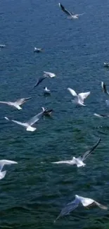 Seagulls soaring over a calm blue ocean, creating a serene and peaceful scene.