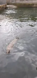 Seal swimming in a calm water habitat enclosure.