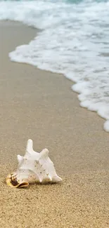 Serene beach landscape with seashell and ocean waves in background.