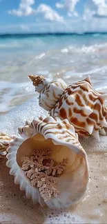 Seashells on a sandy beach with ocean waves in the background.