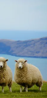 Sheep grazing by a coastal landscape with green fields and ocean.