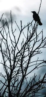 Crow silhouette on bare tree branch against a moody sky wallpaper.