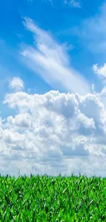 Vibrant blue sky with clouds over a lush green field wallpaper.