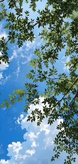 Blue sky with green leaves creating a serene mobile wallpaper.