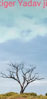 Barren tree under a sky blue sky, creating a serene and natural mobile wallpaper.