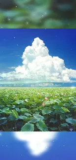 Tranquil lotus field under vibrant blue sky and fluffy clouds.