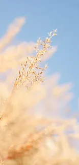 Golden wheat against clear blue sky.