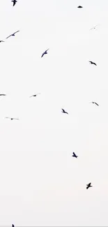 A serene sky with silhouettes of birds in flight.