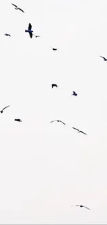 Birds soaring in a light grey sky wallpaper.