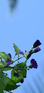 Purple flowers against a light blue sky, capturing nature's elegance.