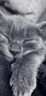 A fluffy gray cat peacefully sleeping on a soft blanket.