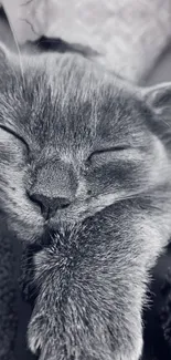 Sleeping gray cat in a peaceful monochrome setting, exuding calm and serenity.